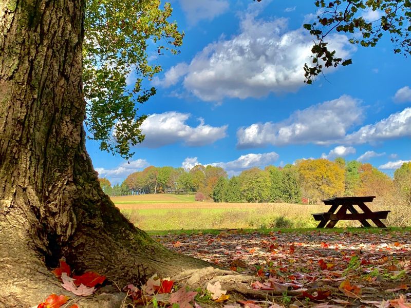 Landscape around tent area